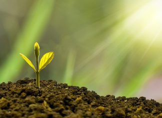 buoni fruttiferi rendimento ottobre 2022