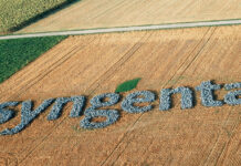piantagione di Syngenta