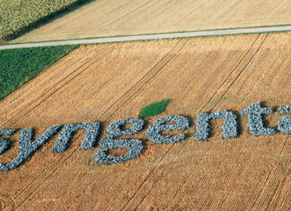 piantagione di Syngenta