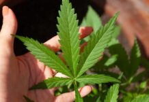foglia di cannabis