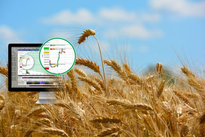 prezzo frumento quotazione del frumento