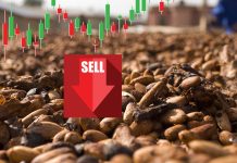 Crollo prezzo cacao: quali sono le cause e come cavalcarlo? semi di cacao e grafico sell