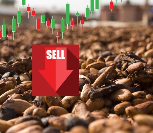 semi di cacao e grafico sell