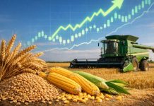 grano, mais e mietitrebbia